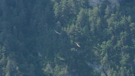 Two-birds-of-prey-griffon-vultures-flying-over-the-Gorges-du-Tarn-France-Lozere